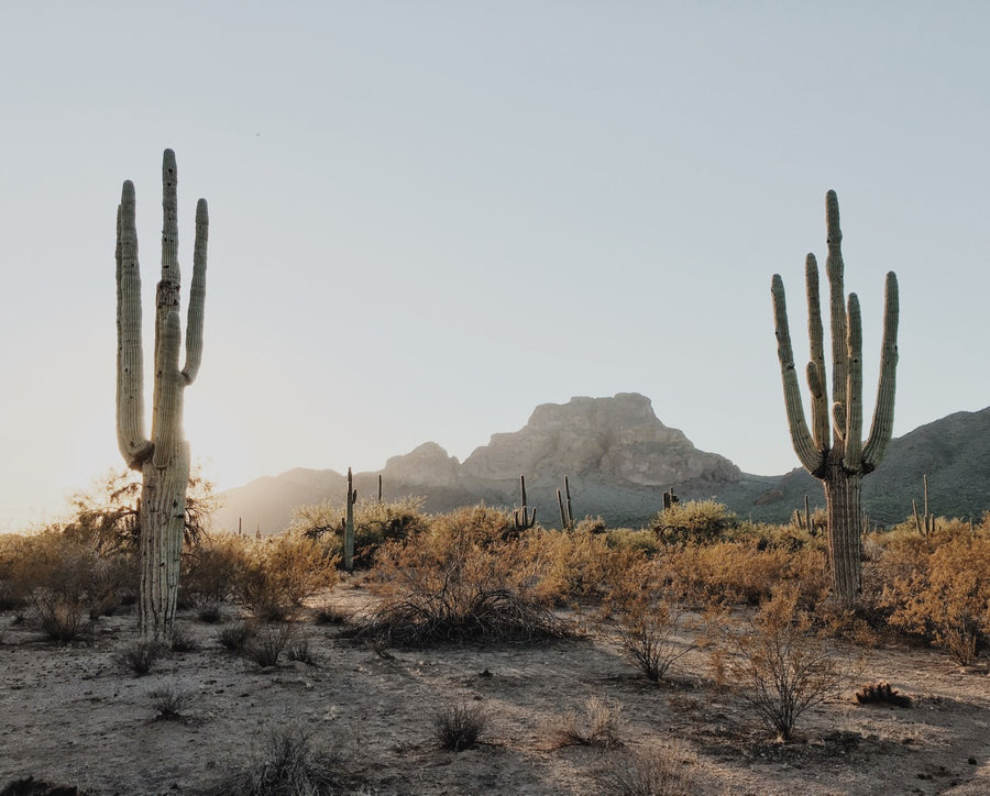 SUNRISE / The Desert